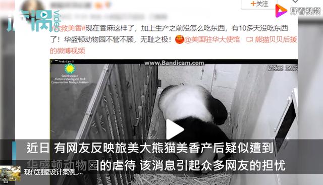 照顾不周？旅美大熊猫疑遭虐待 大熊猫的独特求偶行为