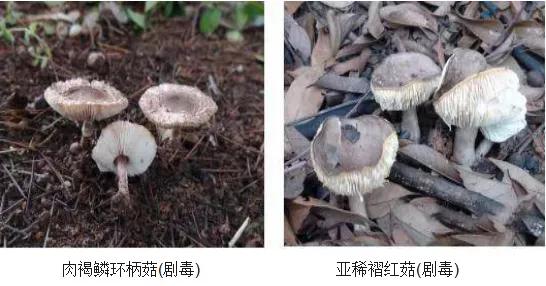 蘑菇|野生蘑菇“尝鲜”需谨慎 中毒防控小知识要了解