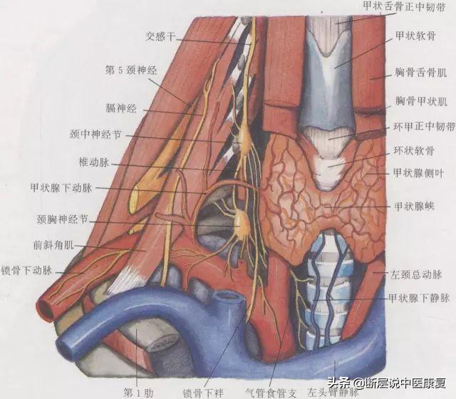 目前最完整的頸部解剖圖譜肌肉血管神經全都有