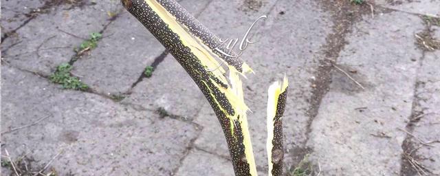 那什么是"青枝骨折"呢,这样说吧,小儿的骨头韧性强,强度小,容易发生