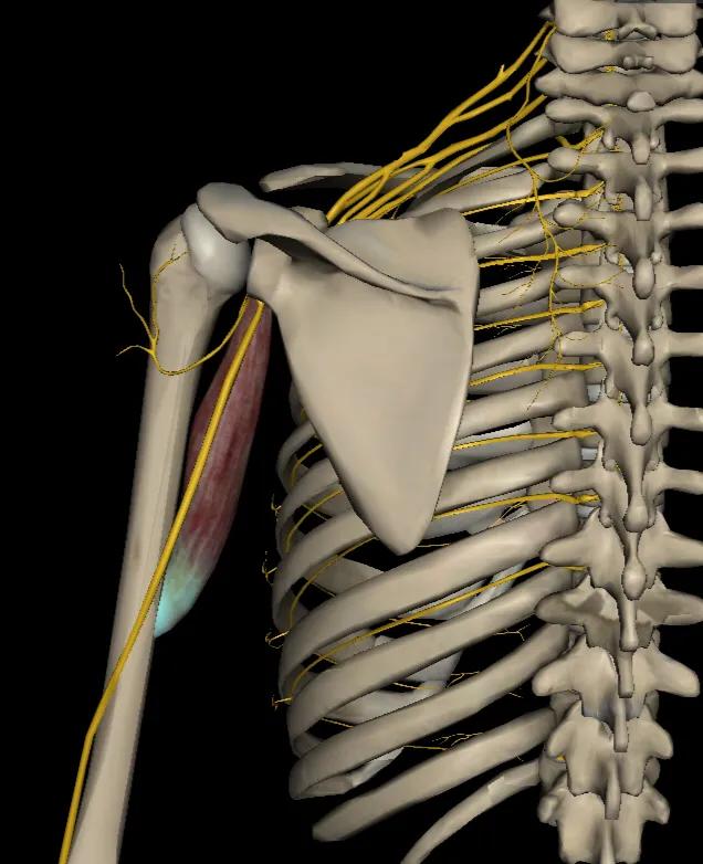 运动解剖学喙肱肌肱二头肌四