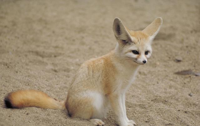 物种百科耳廓狐