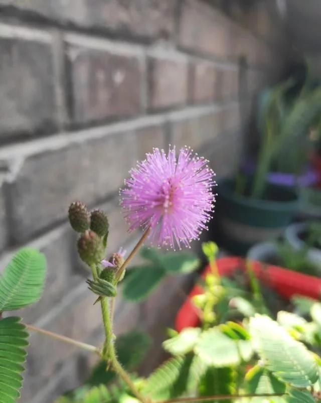 养含羞草，不开花的时候逗叶子，开花也挺美的哦