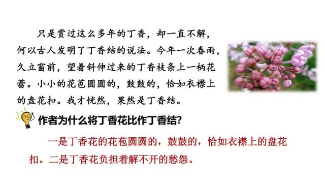 丁香结教学内容ppt课件图片预习