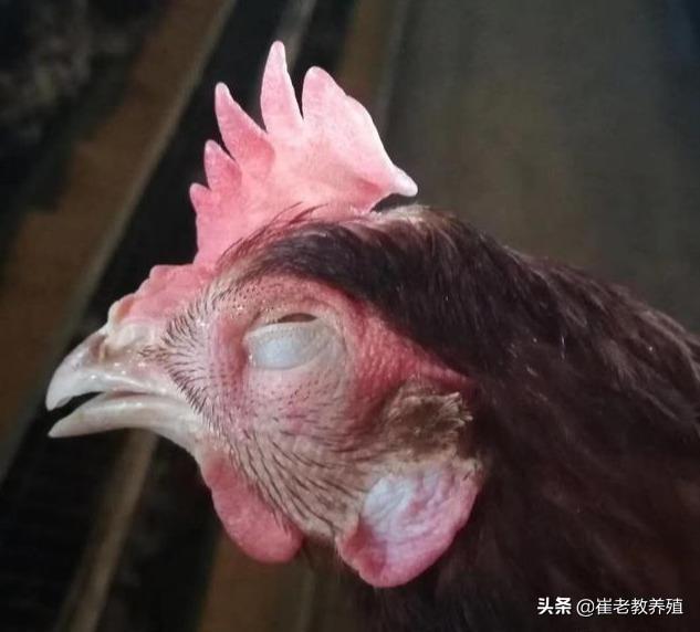 鸡肿头肿脸是什么原因不要着急这里来给你解答