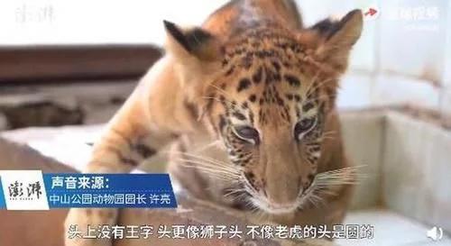 世界唯一虎狮虎兽宝宝满百天是怎么回事？ 新的物种吗?