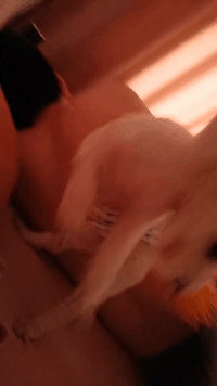 内涵GIF美女图片：一个生活在钢管上的女郎 热门段子 热图1