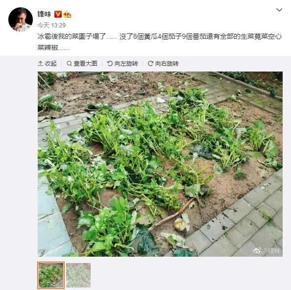 谢霆锋的菜园子塌了 一片狼藉 和王菲的幸福生活曝光