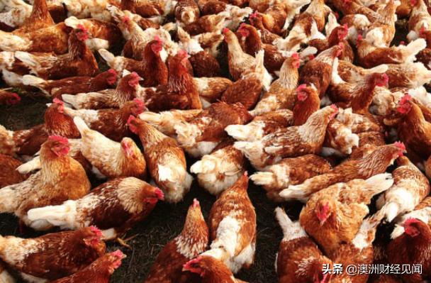 禽流感扩散墨尔本四家农场 周末前完成扑杀45万只鸡！