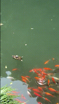 太搞笑的gif:这车厉害了,据说坐一次都能怀孕