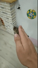 很是搞笑的动图：这飞机这样对妹子，有点不正经了！