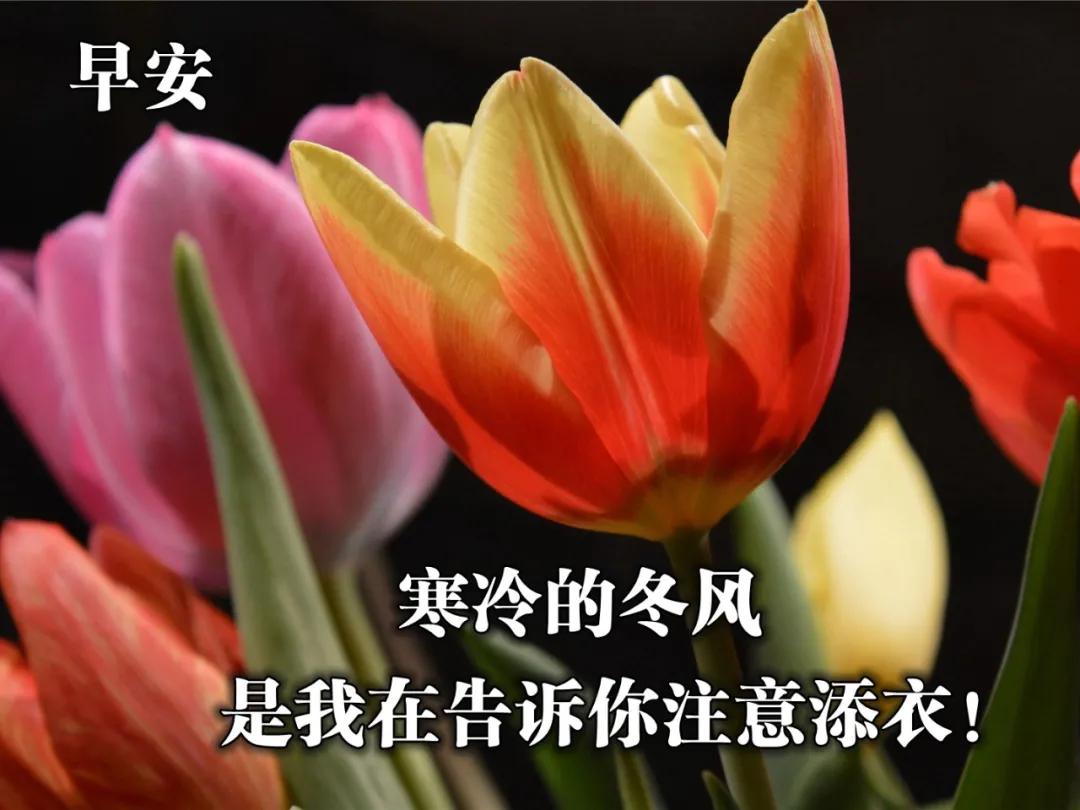 好看的早安问候图片带字简单