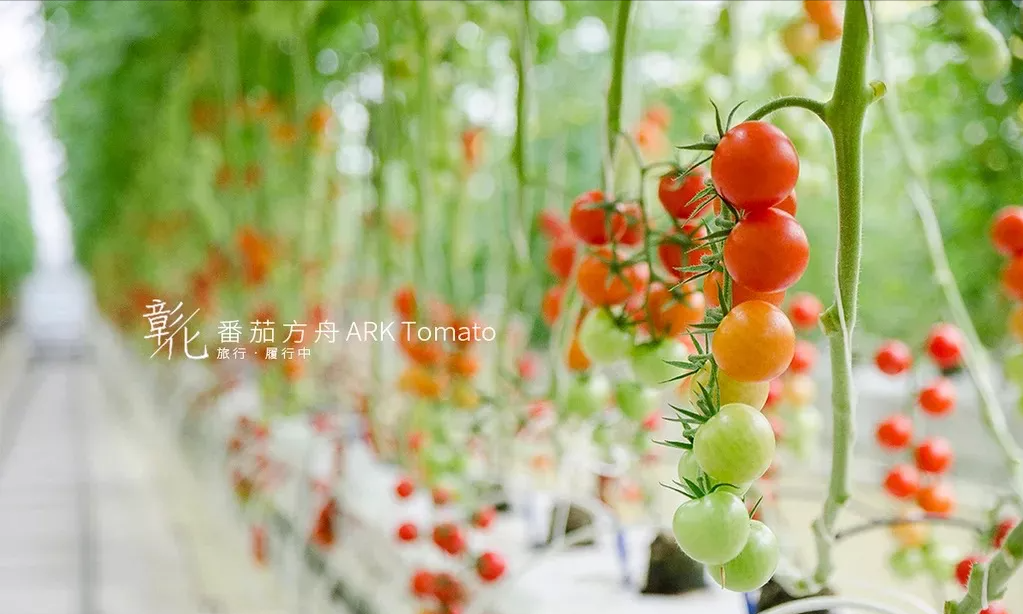 真没想到 台湾竟然也有这样高端的智能温室 蔬菜新闻 菜吧 阳台种菜 Caiba Org 菜吧 Caiba Org