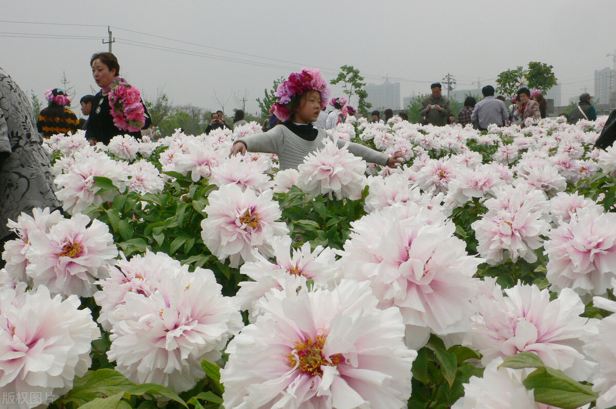 02临沂人民广场牡丹芍药次第开0202静等佳人来相会
