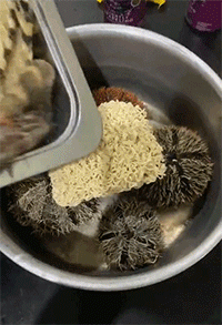 爆笑动图GIF：世界上最可怕的秋千