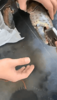 搞笑动图GIF：把小龙虾当瓜子嗑，也是厉害了！
