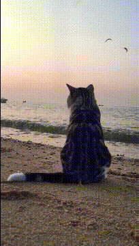 有意思的搞笑gif：是她是她就是她，就是这个味！