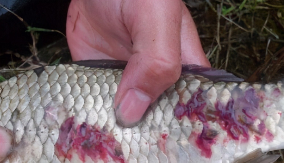 说一说"辈份"上既是"三代同体",性别上又雌雄同身的鱼类三代虫:认识病