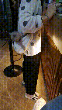 猫：我看你们谁要偷钱包，看我不挠死你