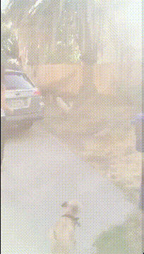 我家狗也不知道受了什么刺激，我该怎么开口问问它呢