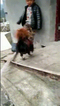 家中的两个霸主，也不知道谁会赢到最后