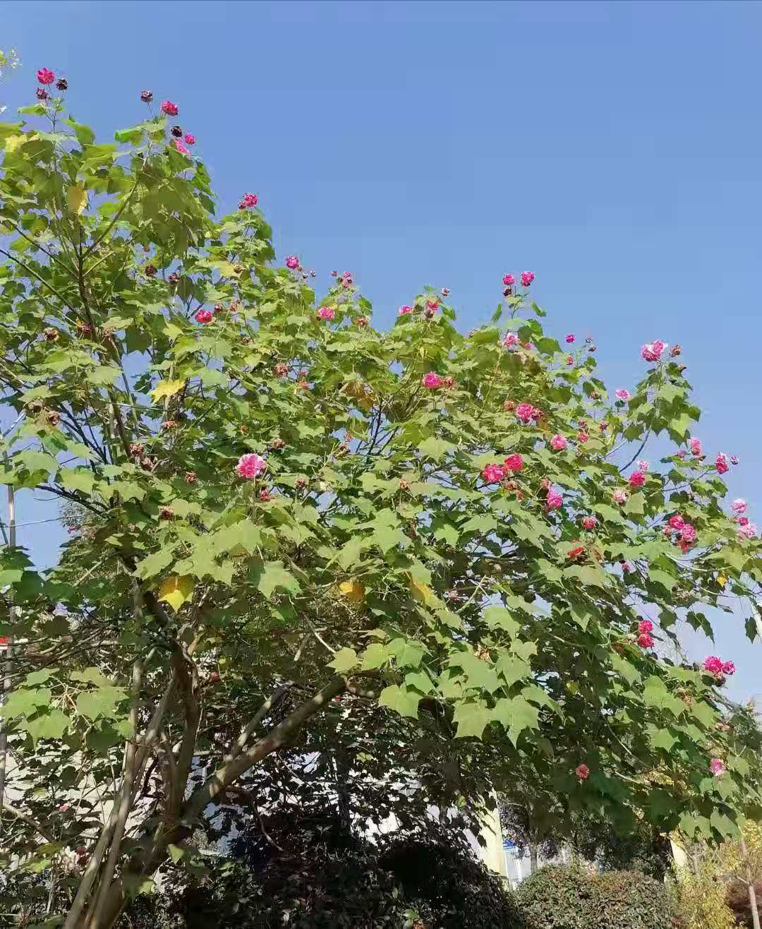 刘觉吾 蝶恋花 初冬恋