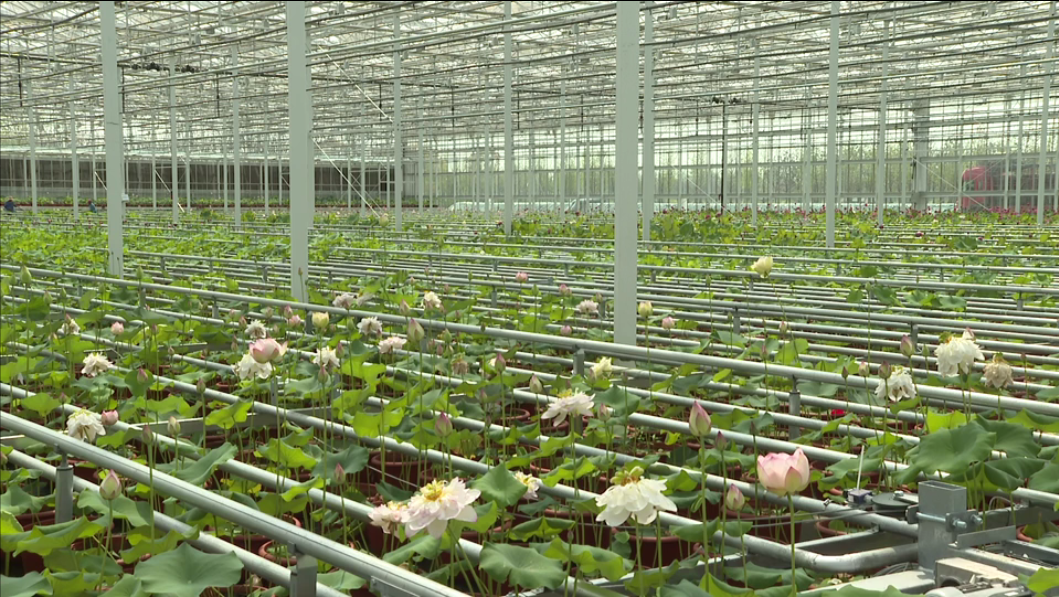 智能温室显身手 助力中国花博会荷花提前盛开 蔬菜新闻 菜吧 阳台种菜 Caiba Org 菜吧 Caiba Org