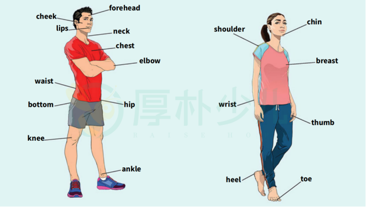 北京剑桥英语突破2000词汇4thebodyandmovement