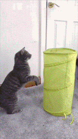 有意思的搞笑gif：是她是她就是她，就是这个味！