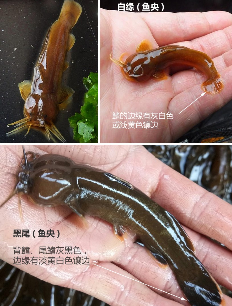 掌握3个特征易分辨!