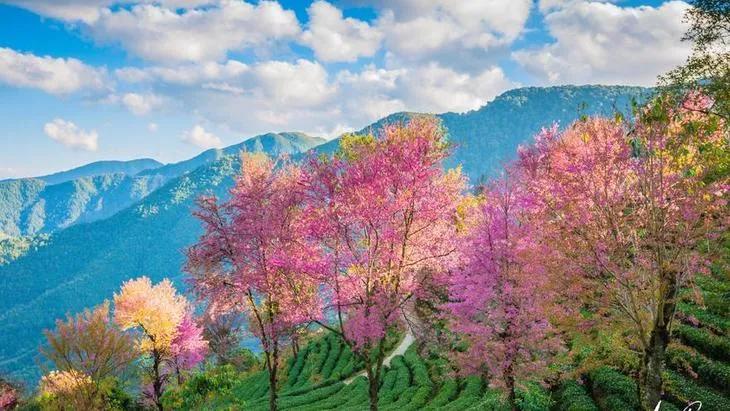 云南的樱花开了真美