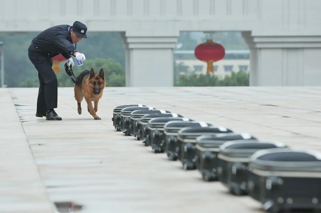 警犬|警汪出击，巅峰对决！这波本领秀真的很可~~~