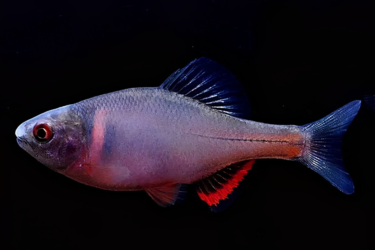 鳑鲏中国原生观赏鱼新宠