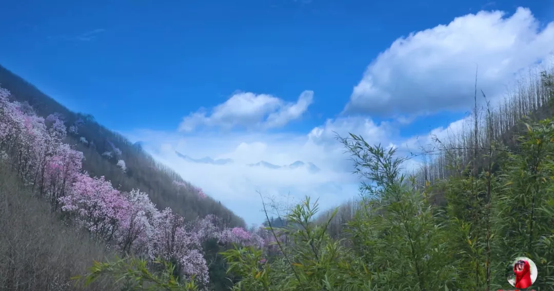 李子柒首度公开背后团队，这些丑陋再也藏不住了…