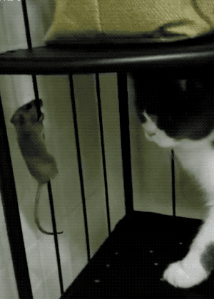 搞笑GIF：老鼠：哥，看钢管舞不？