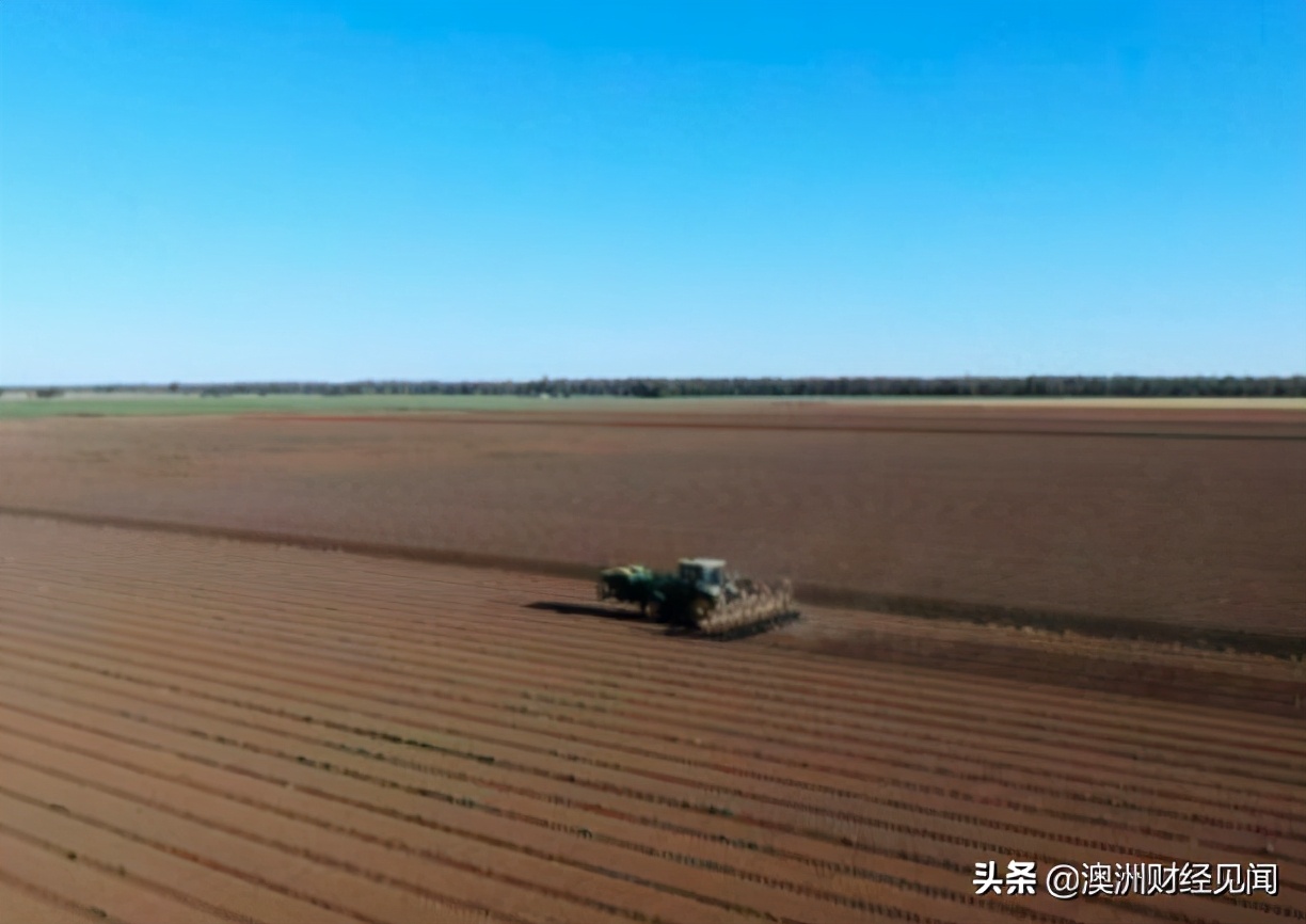 澳洲本地大米下个月恐要断供！许多农场几乎颗粒无收