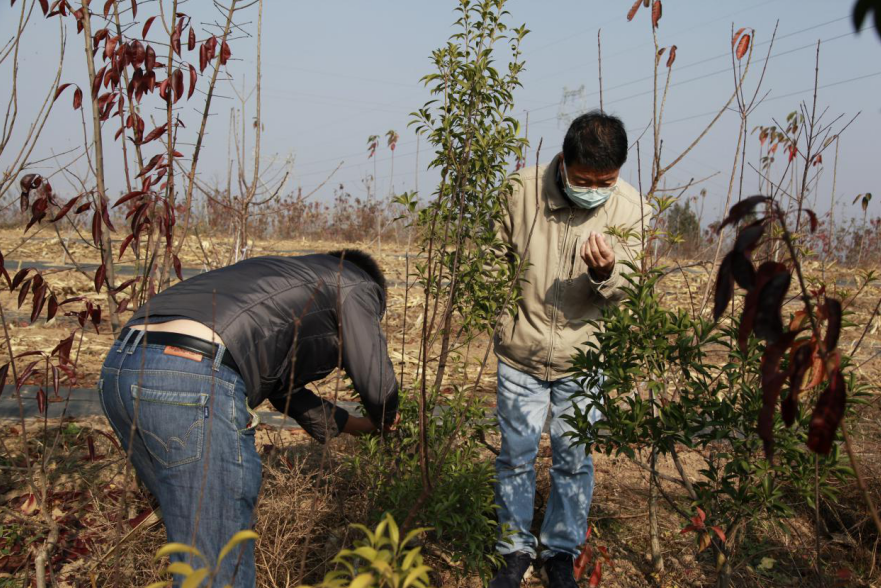 铜川印台区又有两个苗木新品种获国家林业草原局植物新品种保护办公室认定 西西新闻 国家一类新闻网站