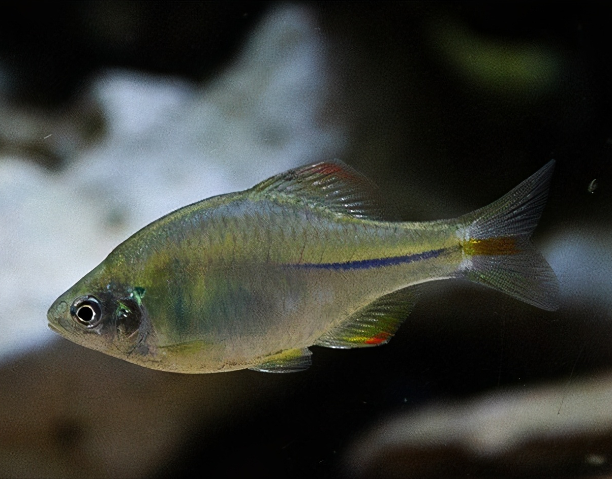 鳑鲏---中国原生观赏鱼新宠_观赏鱼类_西南渔业网 水花鱼 水产养殖