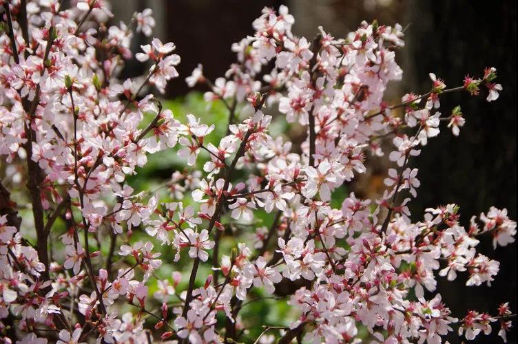 春暖花开踏春游汉中 与您邂逅初春最美武乡 西西新闻 国家一类新闻网站