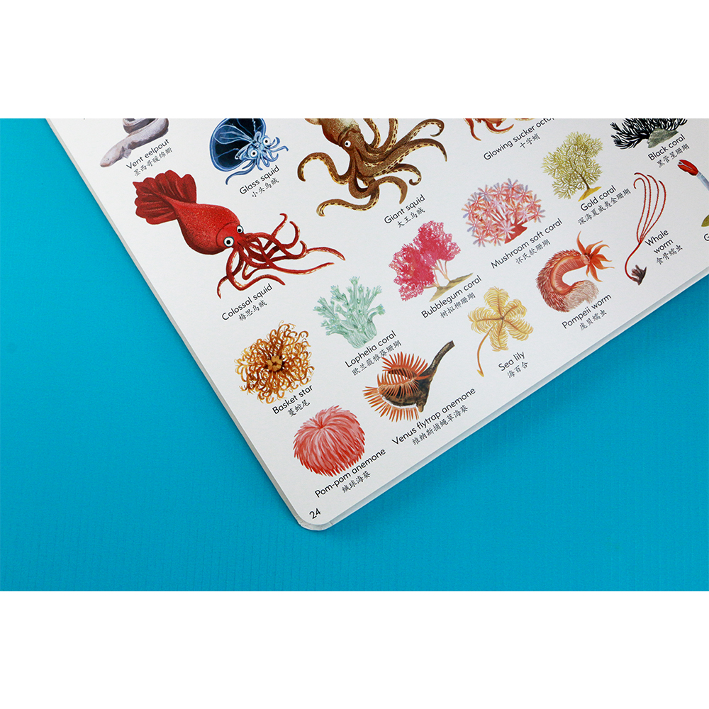 《1000种海洋之物》| 一本图鉴的多种使用法-书啦圈