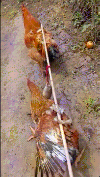 笑晕去的GIF图片：这才叫看帅哥，你们那顶多叫瞄一眼